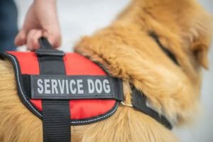 A close-up image of a service dog